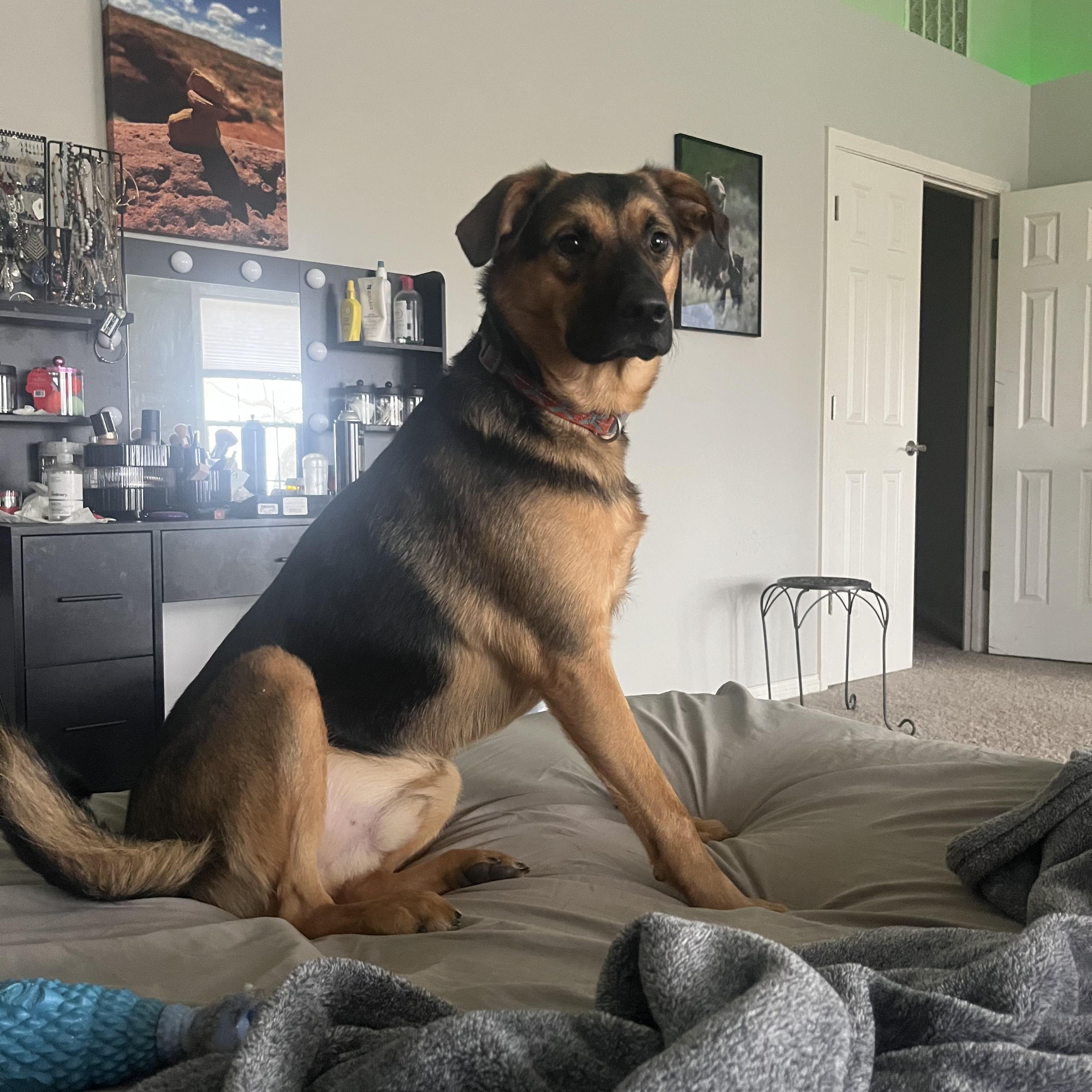 Jack , ADOPTABLE, Young Male Border Collie.