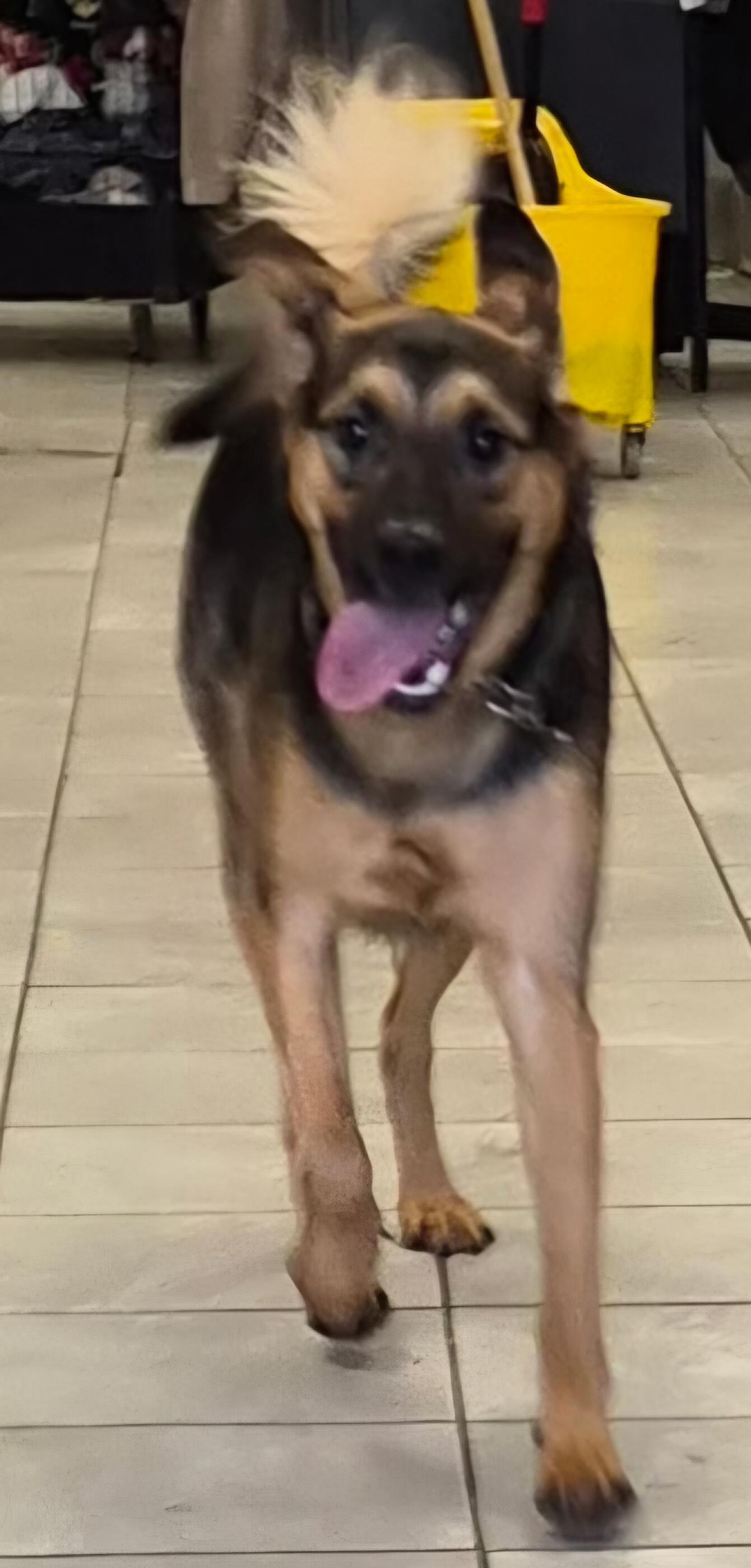 Enlarge Jack , a ADOPTABLE Border Collie in Lexington, KY image 6/6