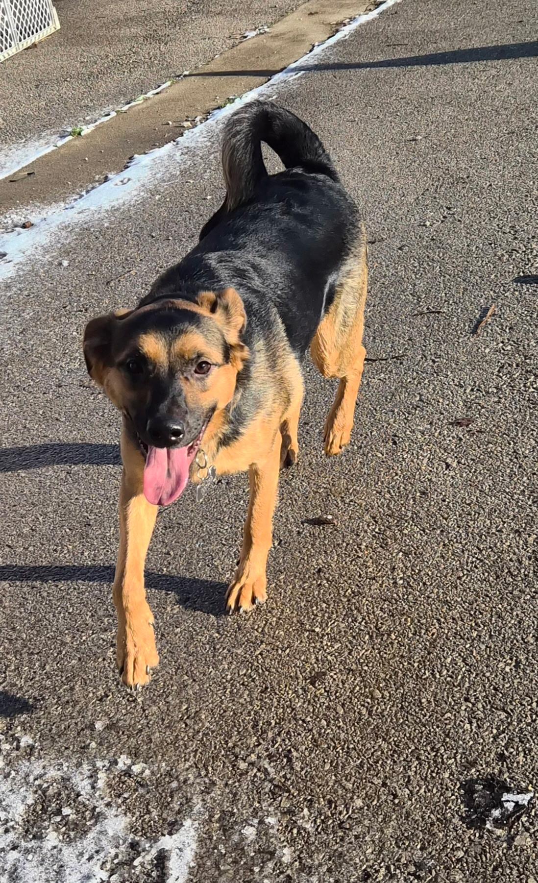 Enlarge Jack , a ADOPTABLE Border Collie in Lexington, KY image 2/6