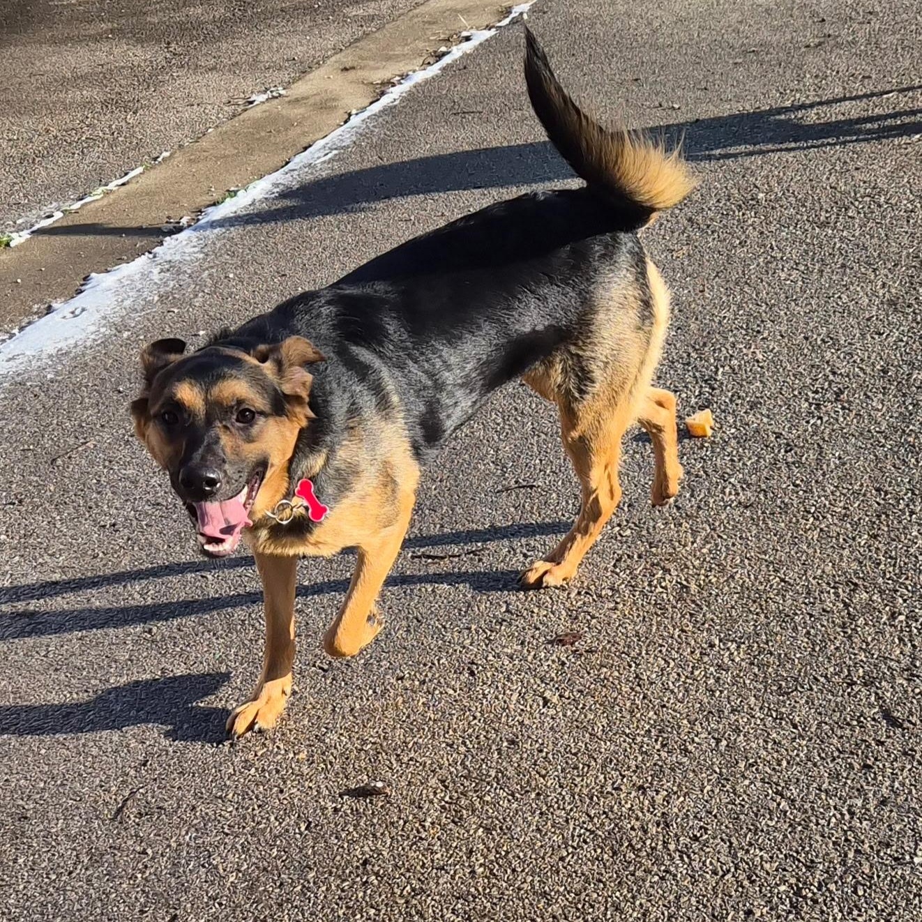 Enlarge Jack , a ADOPTABLE Border Collie in Lexington, KY image 3/6
