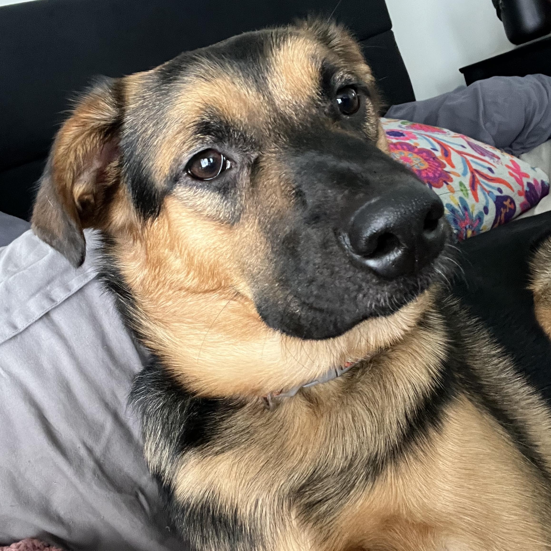 Enlarge Jack , a ADOPTABLE Border Collie in Lexington, KY image 5/6