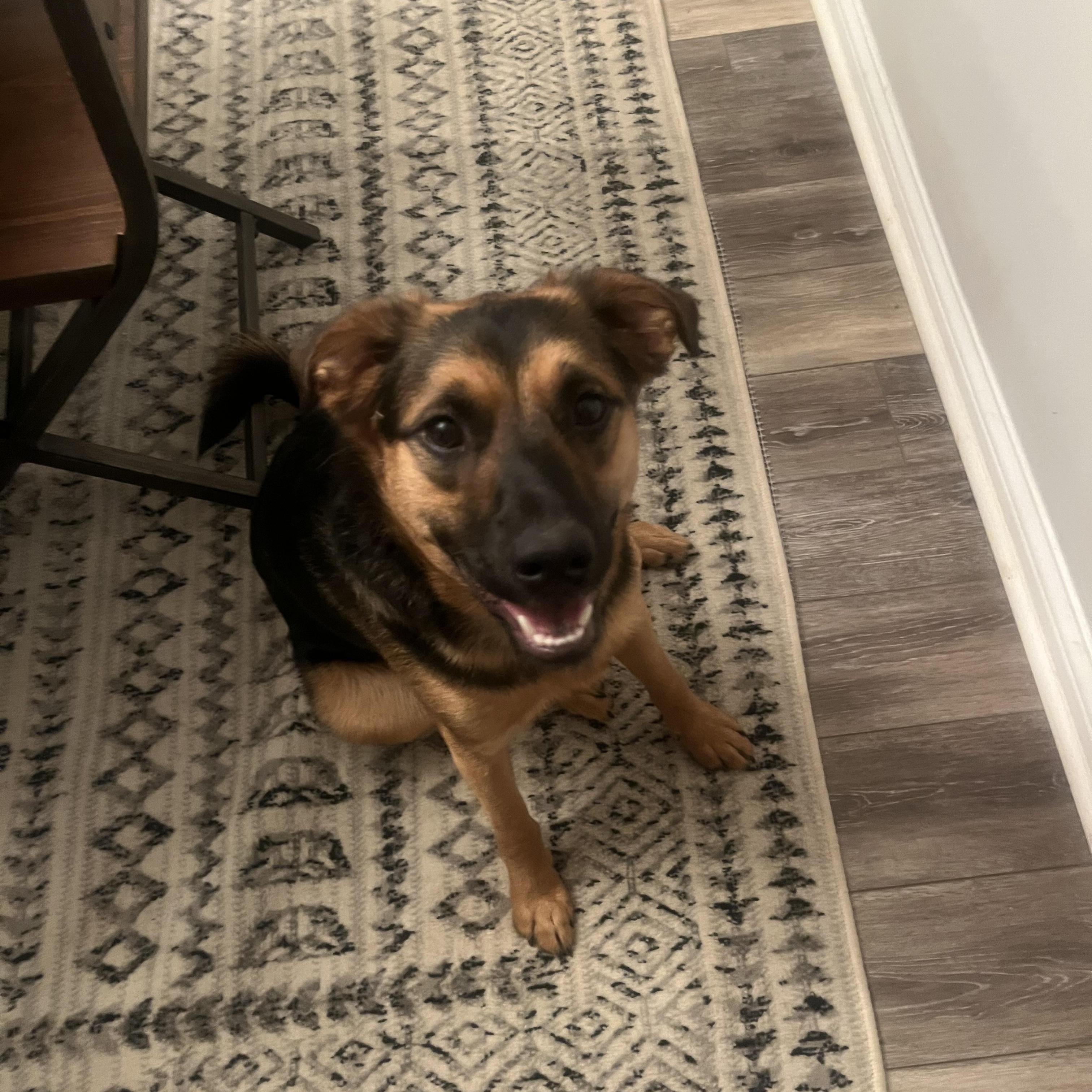 Enlarge Jack , a ADOPTABLE Border Collie in Lexington, KY image 4/6