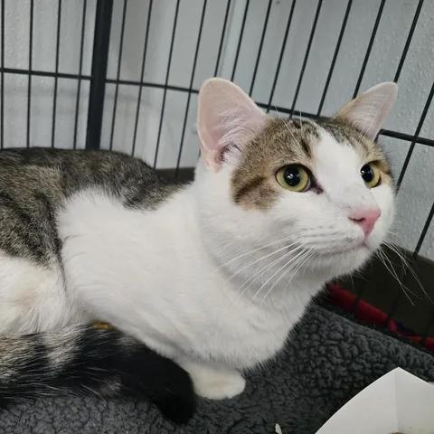 Tuffnut, ADOPTABLE, Adult Male Domestic Short Hair.