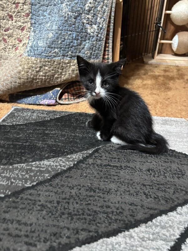 Little Lee, Adoptable, Young Male Domestic Short Hair.