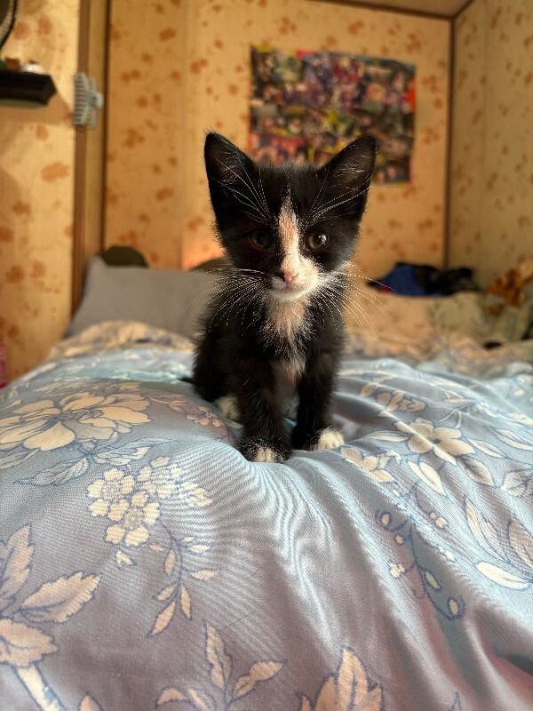 Little Lee, a Adoptable Domestic Short Hair in Cortland, NY image 2/4