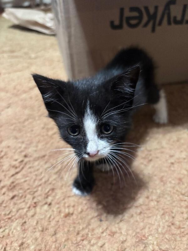 Little Lee, a Adoptable Domestic Short Hair in Cortland, NY image 3/4