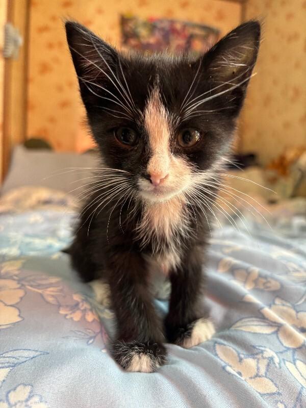 Little Lee, a Adoptable Domestic Short Hair in Cortland, NY image 4/4