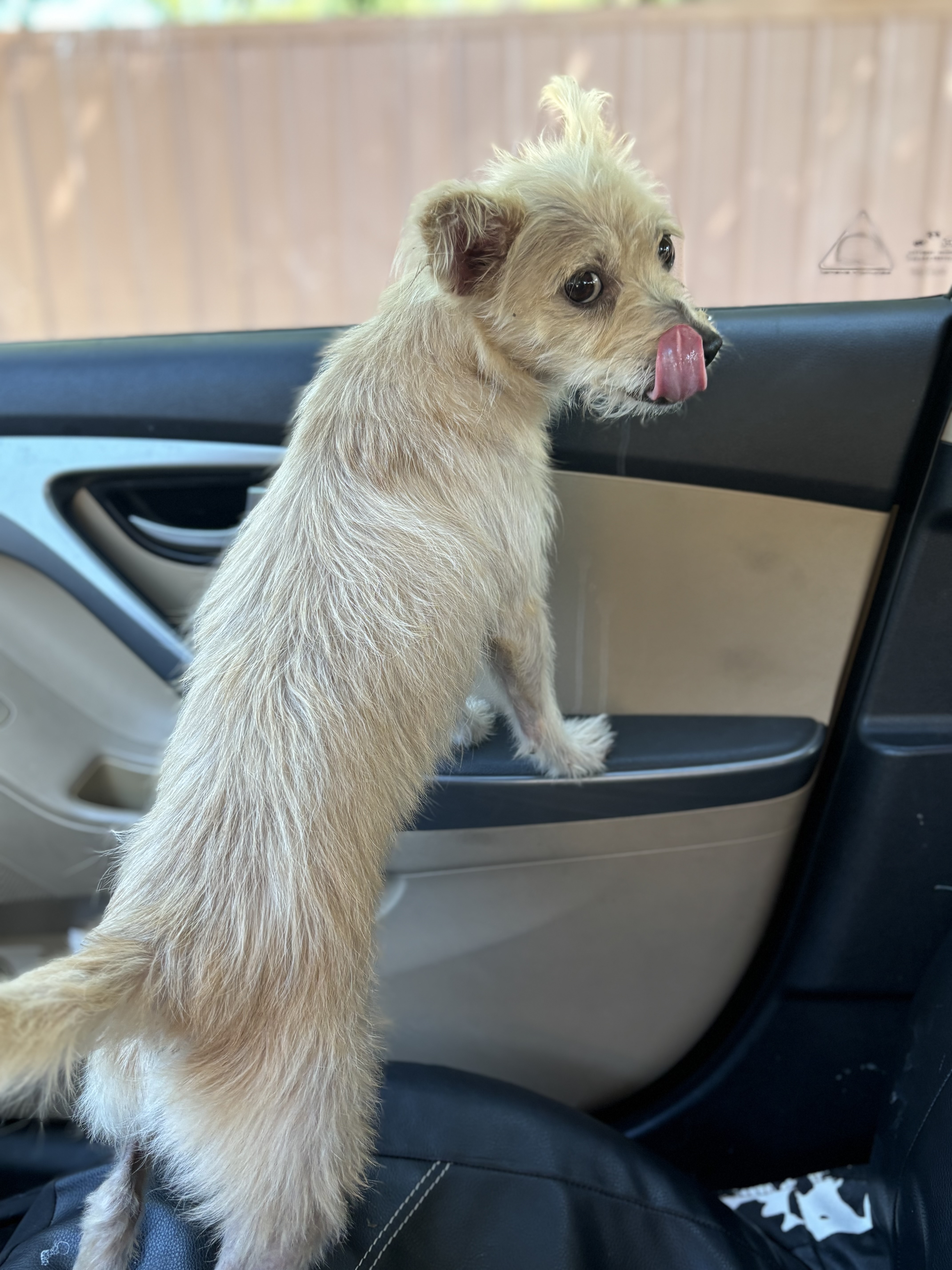 Dog for adoption Sweet Pea, a Terrier Mix in Mobile, AL Petfinder