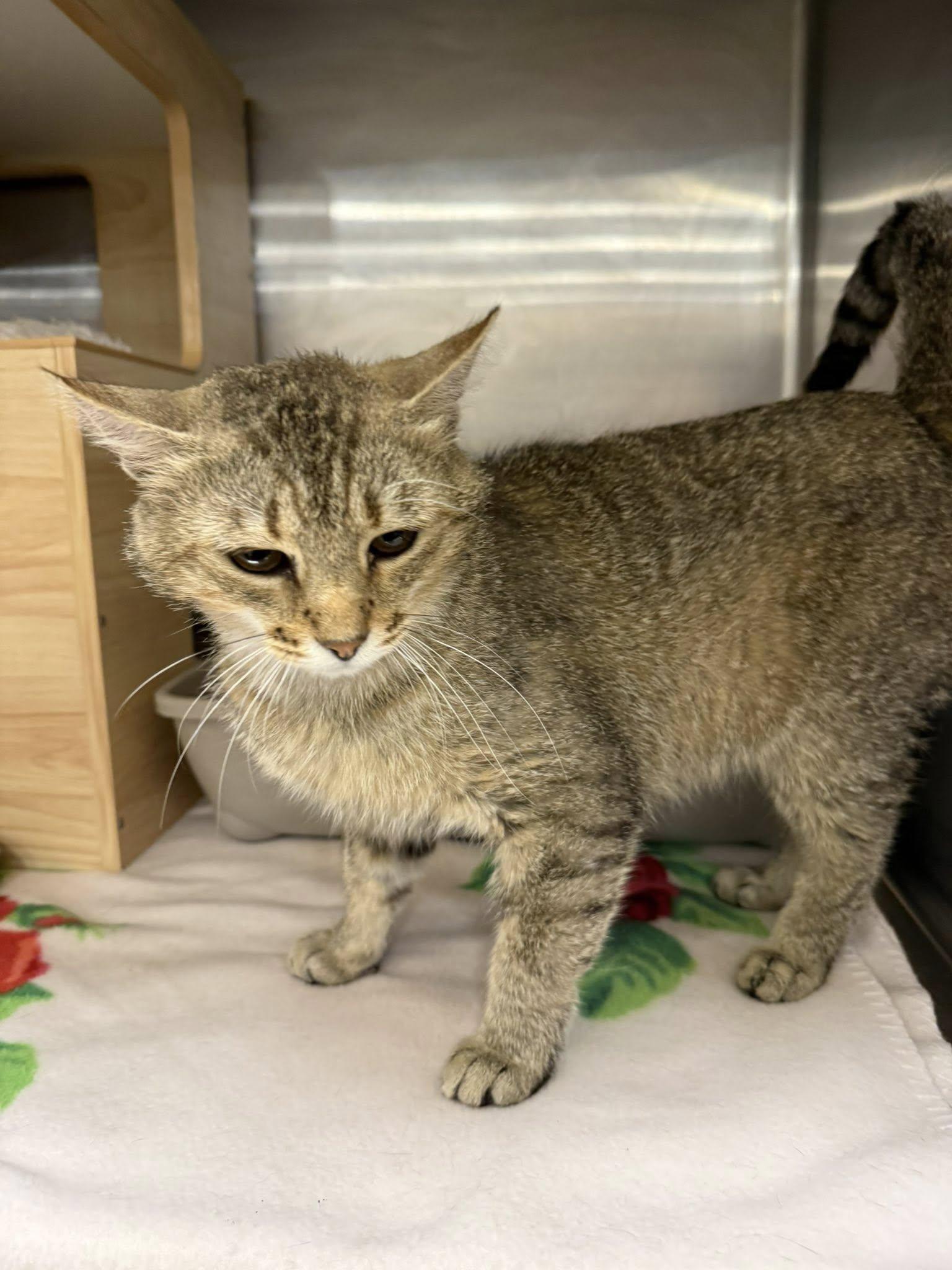 Beav, an adopted Tabby in Clarksville, TN image 4/6