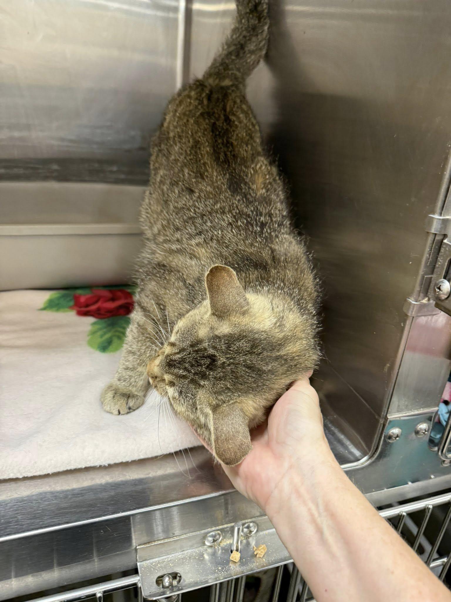 Beav, an adopted Tabby in Clarksville, TN image 6/6