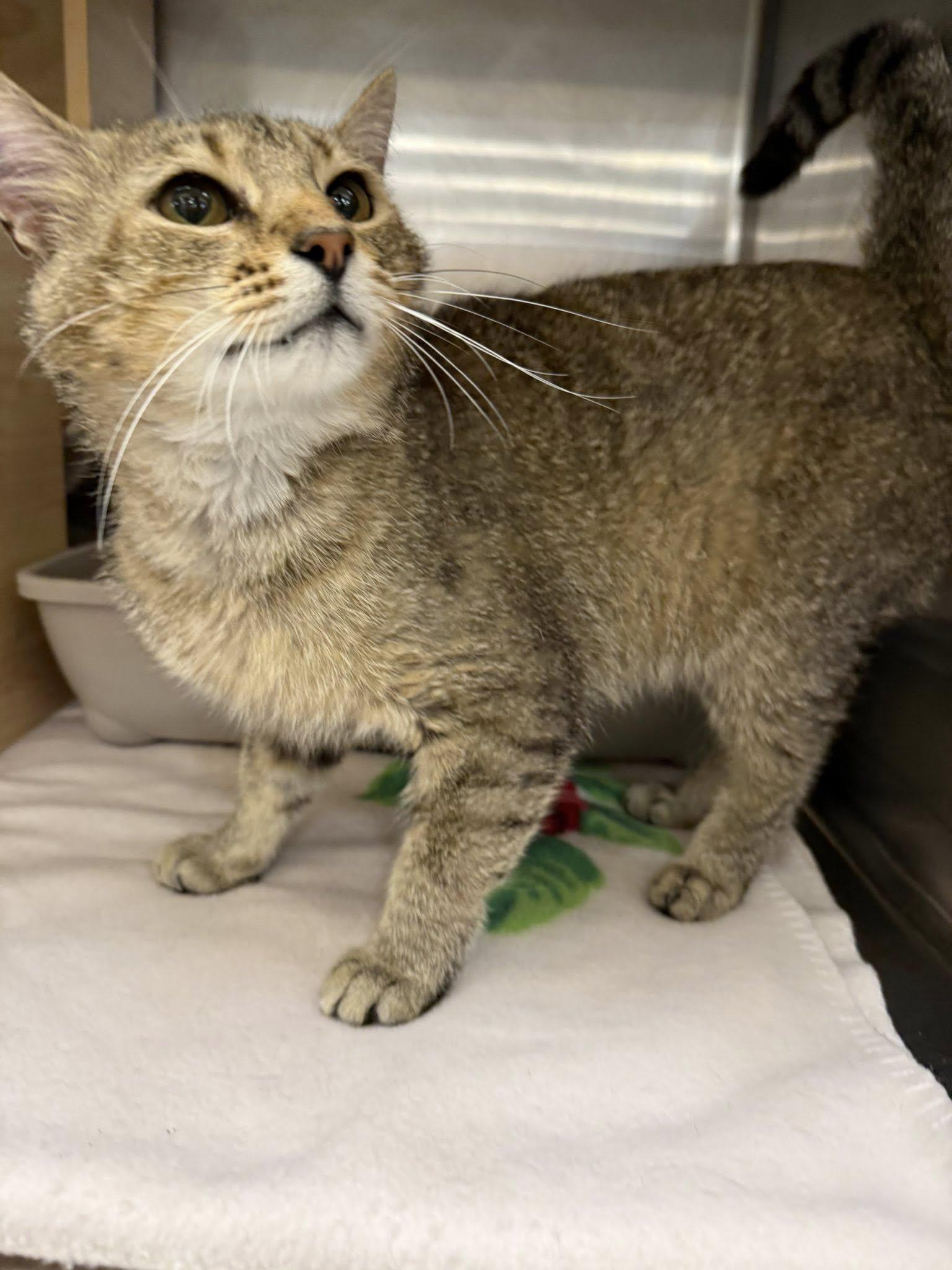 Beav, an adopted Tabby in Clarksville, TN image 3/6