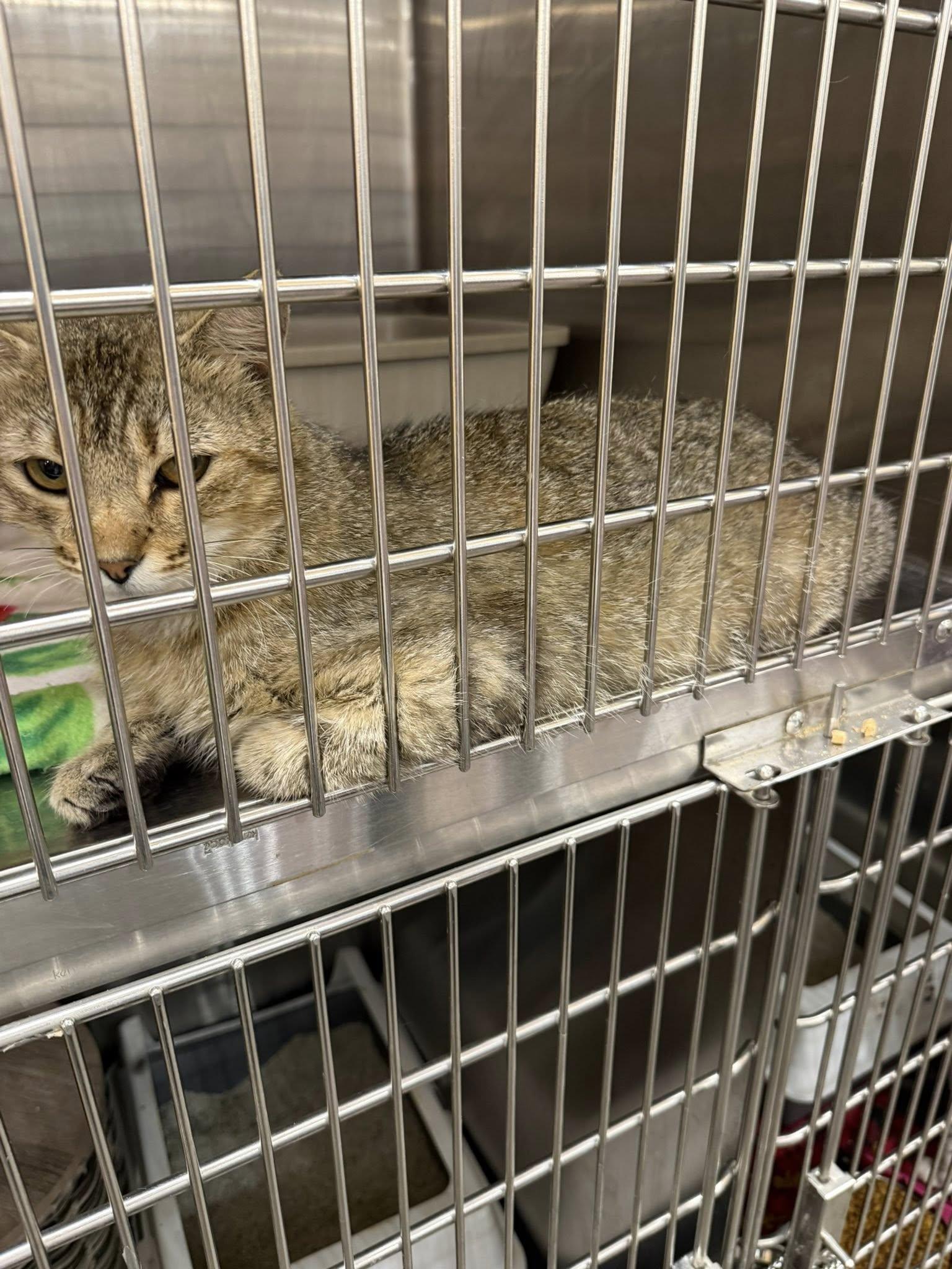 Beav, an adopted Tabby in Clarksville, TN image 2/6
