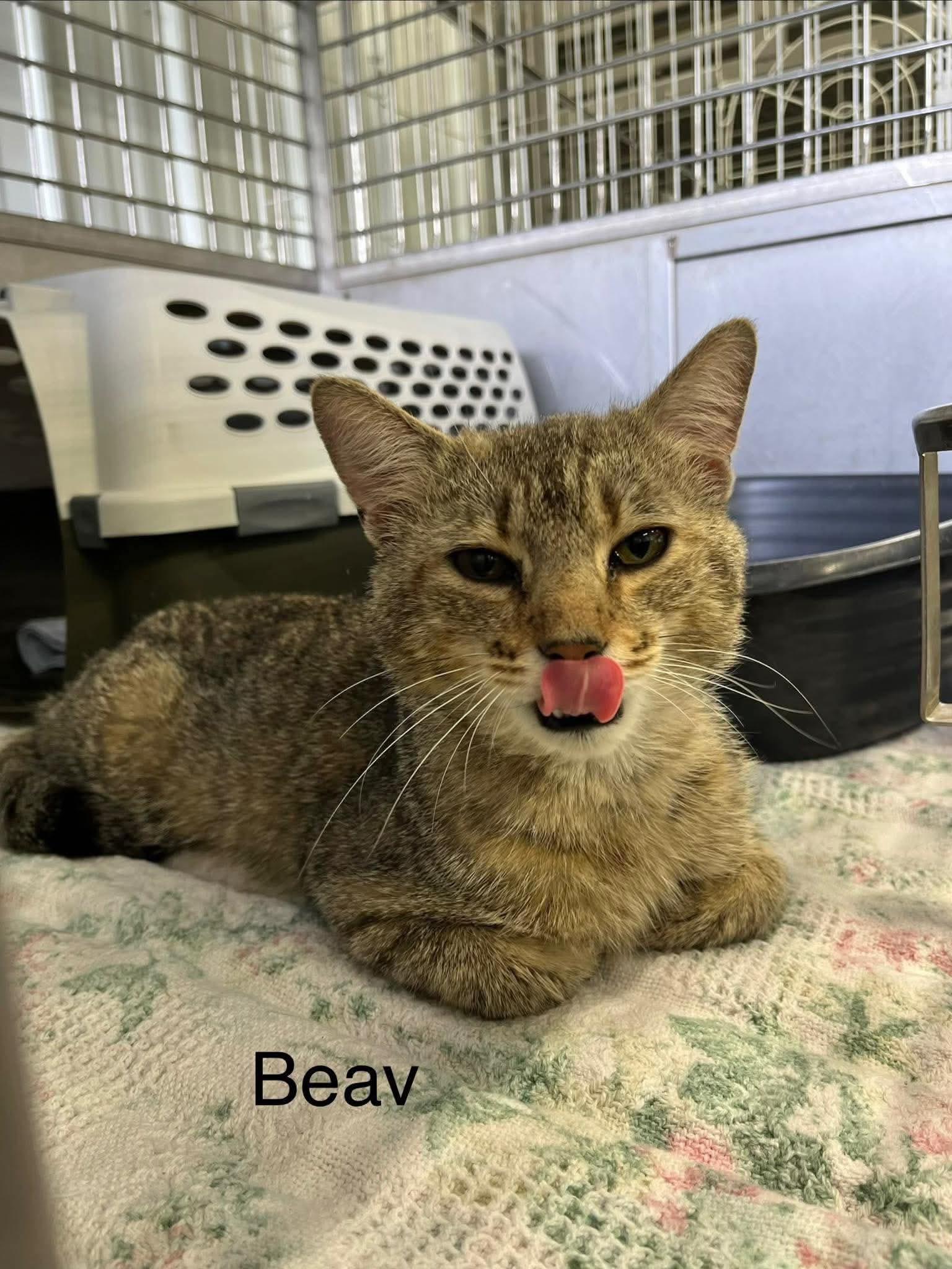 Beav, an adopted Tabby in Clarksville, TN image 1/6