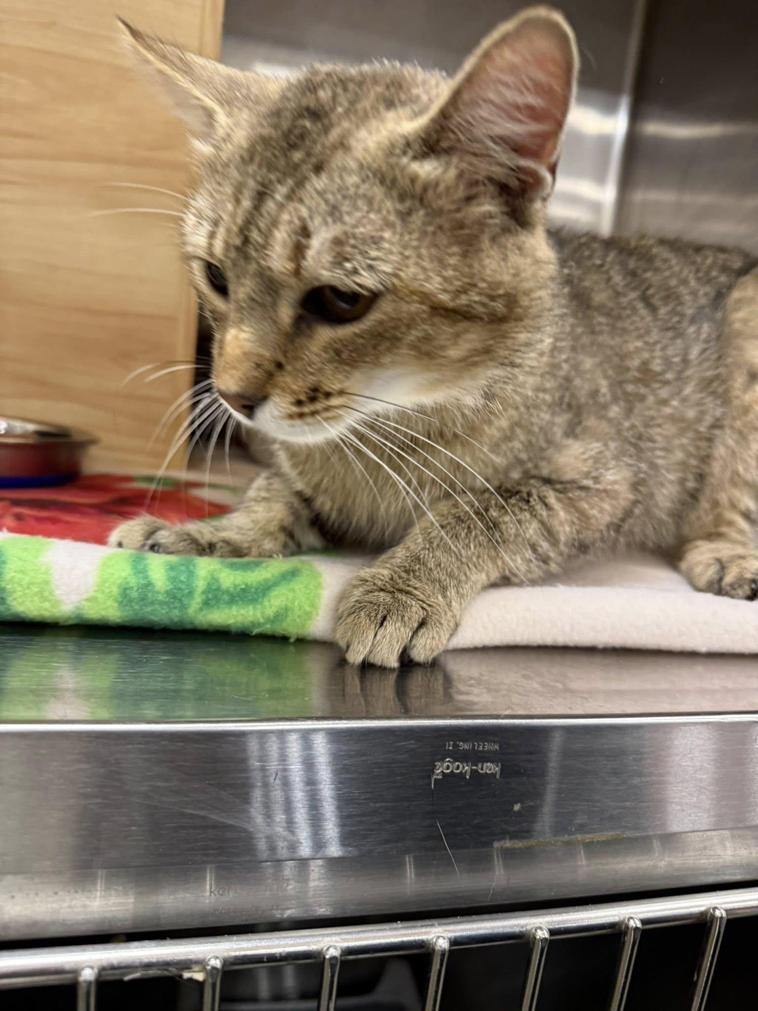 Beav, an adopted Tabby in Clarksville, TN image 5/6