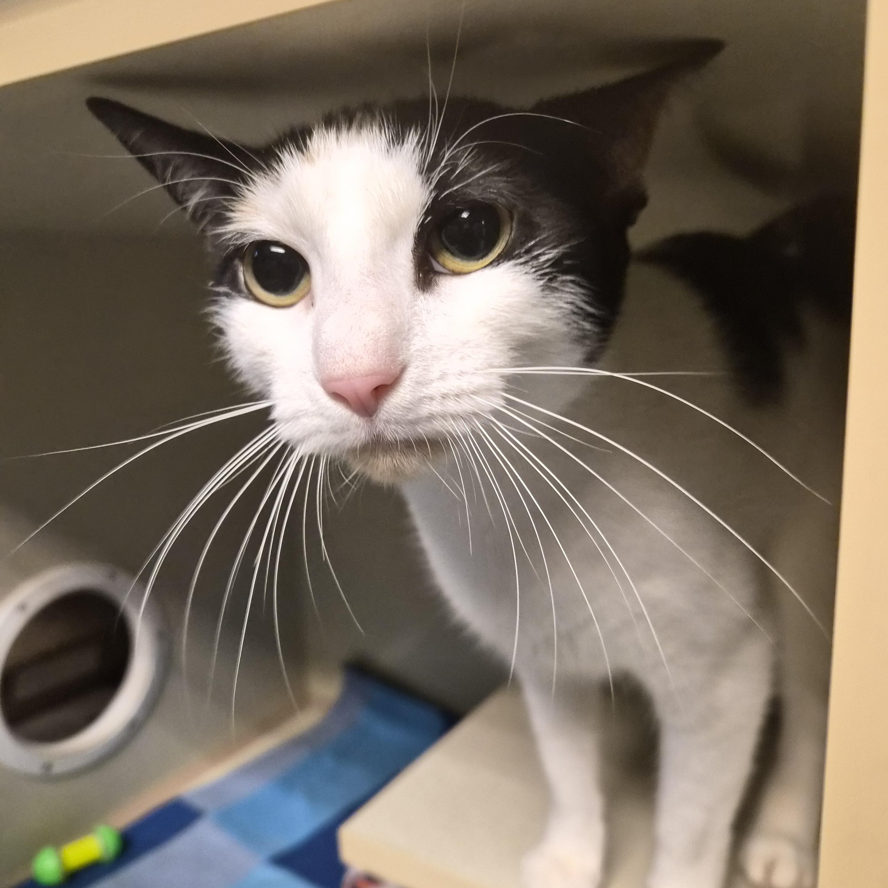 Harley, Adoptable, Adult Female Domestic Short Hair.