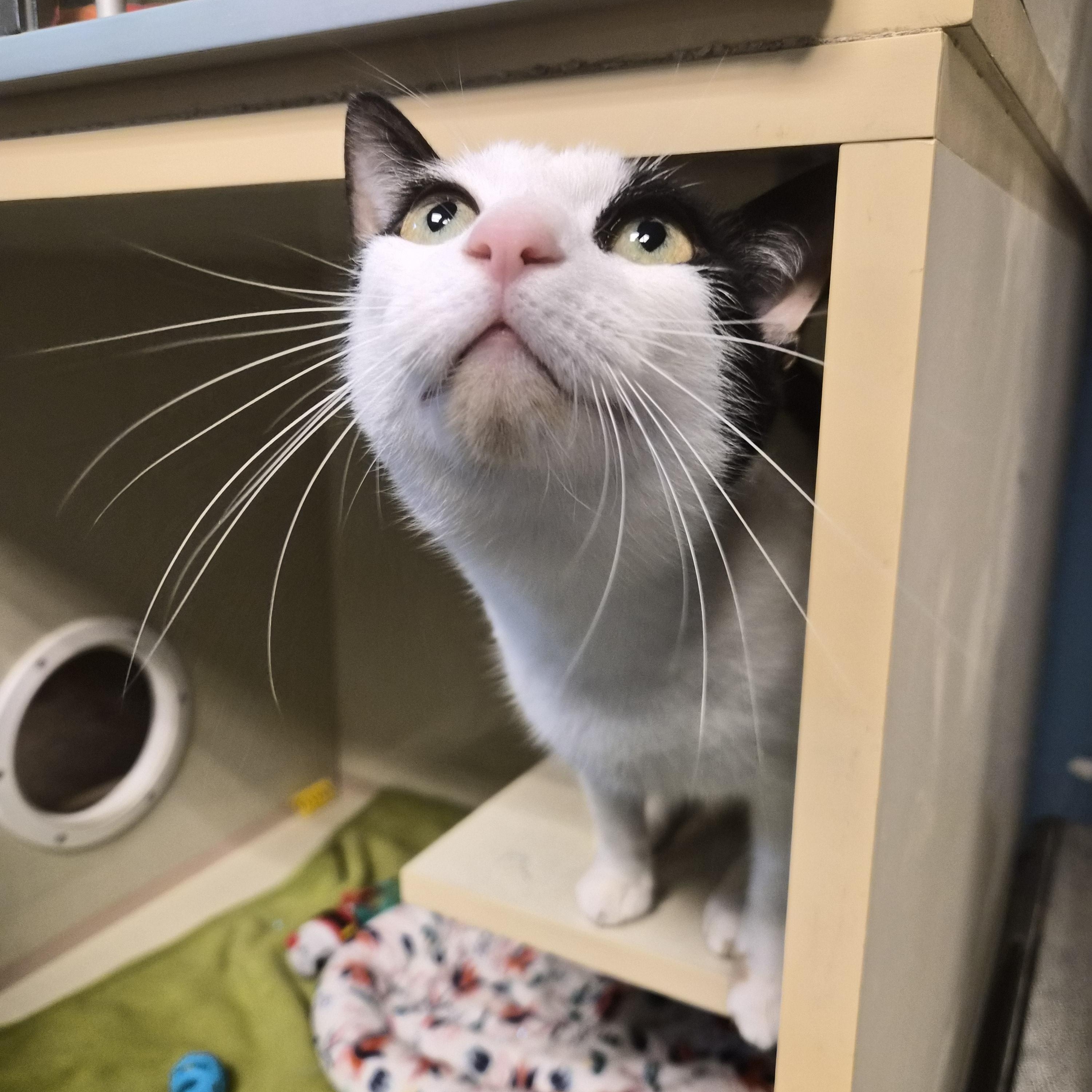 Enlarge Harley, a Adoptable Domestic Short Hair in Cornelius, NC image 3/5