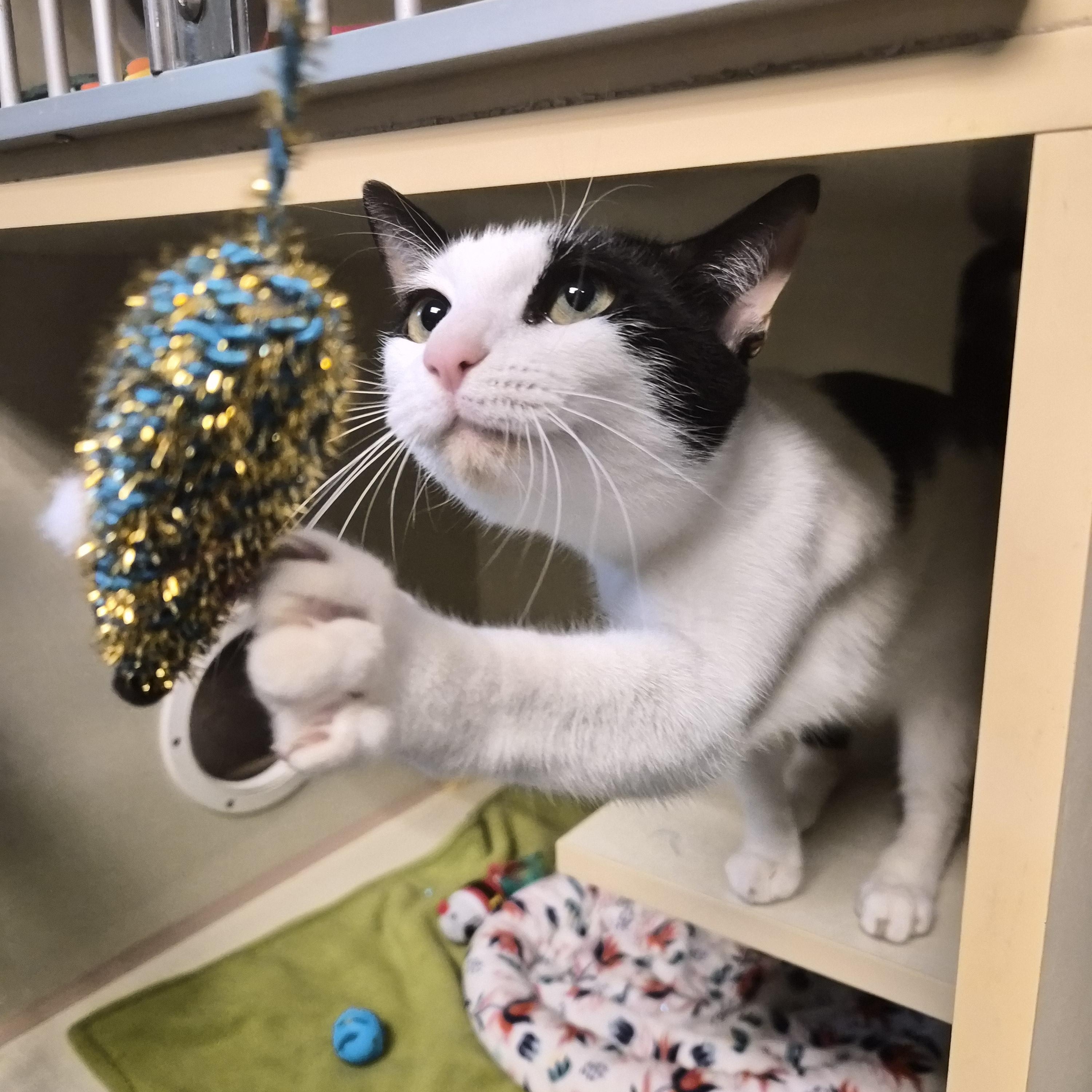 Enlarge Harley, a Adoptable Domestic Short Hair in Cornelius, NC image 2/5