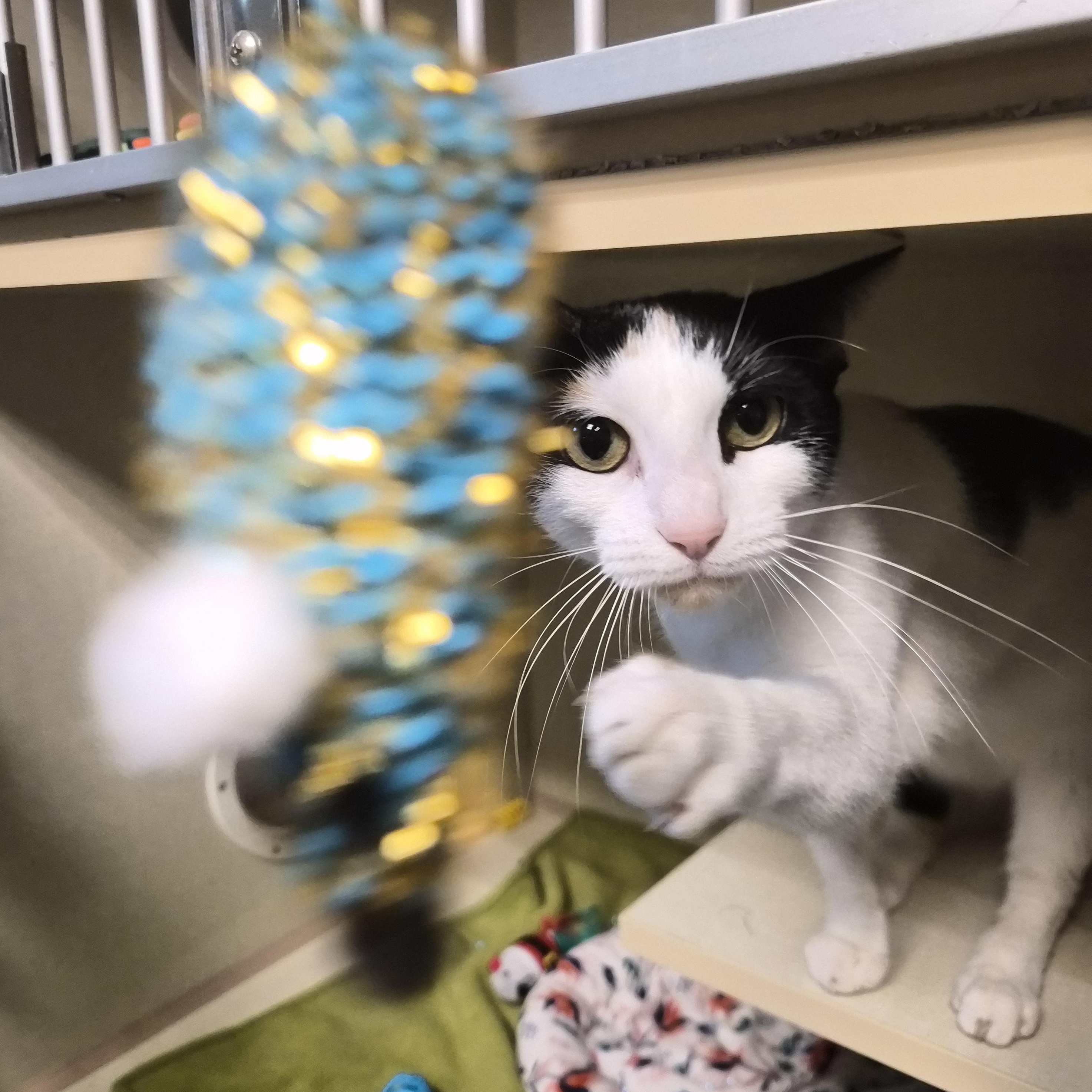 Enlarge Harley, a Adoptable Domestic Short Hair in Cornelius, NC image 4/5