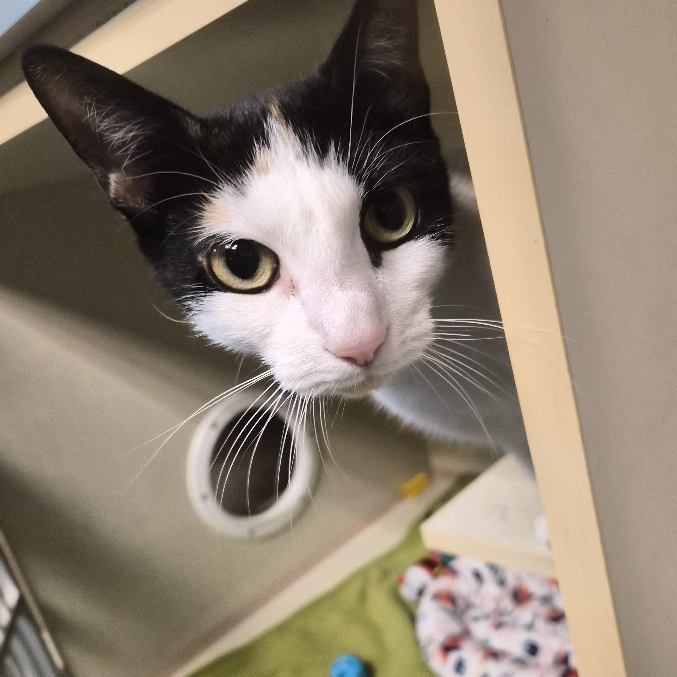 Enlarge Harley, a Adoptable Domestic Short Hair in Cornelius, NC image 5/5