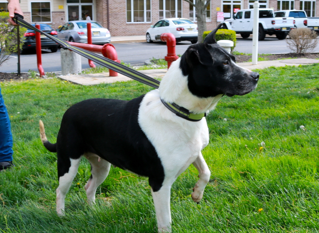 Cookie, an adoptable Border Collie in Lambertville, NJ, 08530 | Photo Image 3