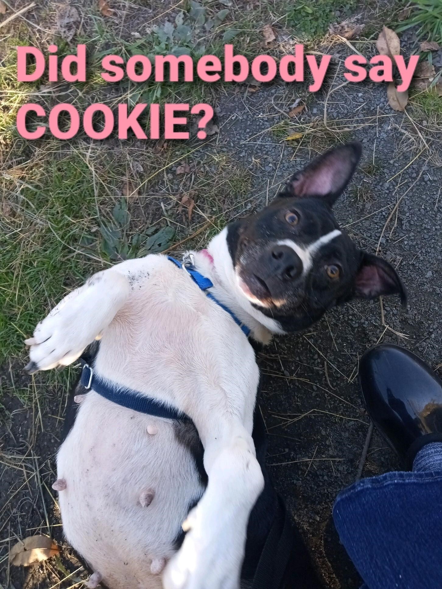 Enlarge Cookie, a Adoptable mixed breed in Lambertville, NJ image 9/10