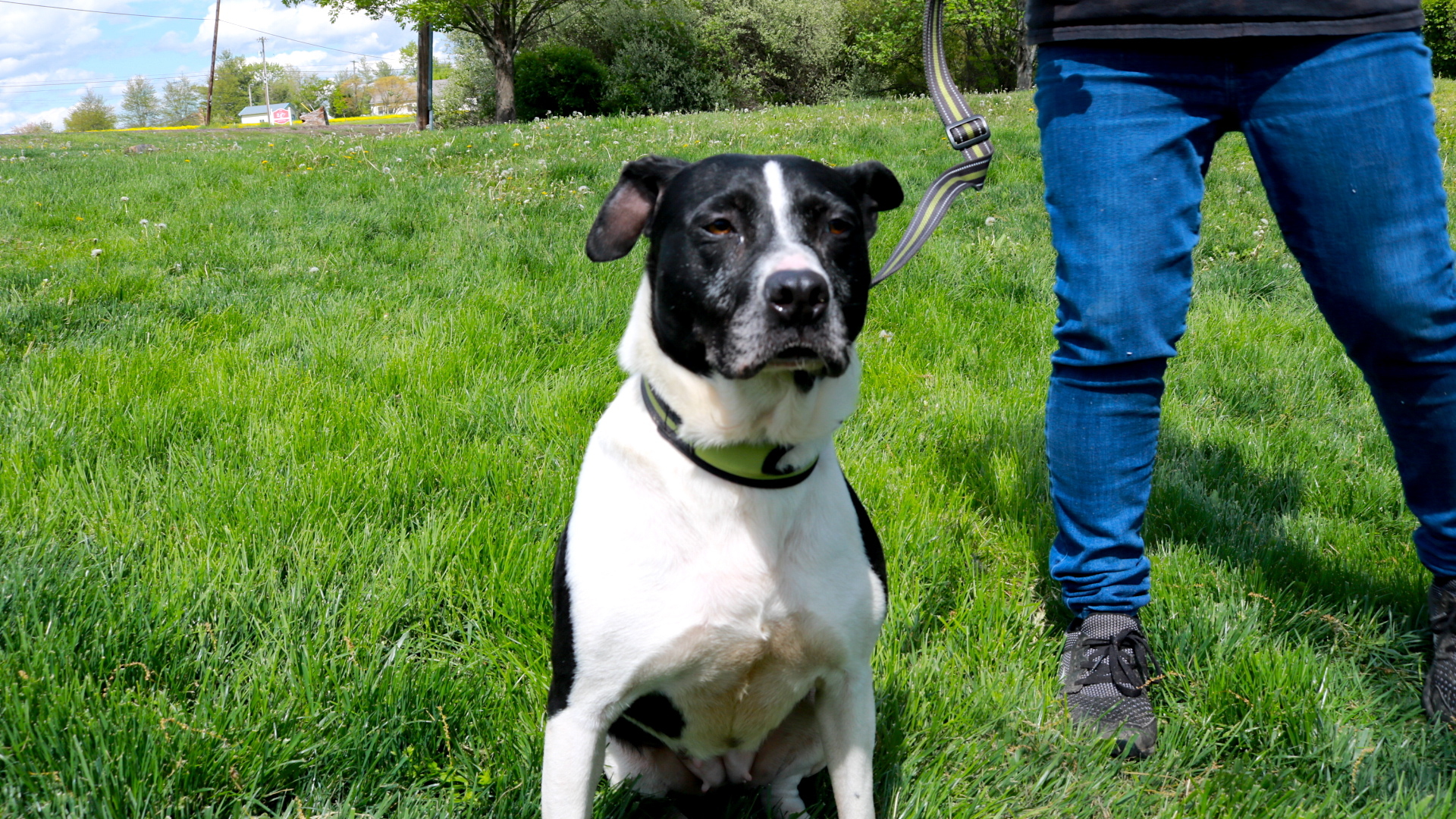 Cookie, a Adoptable mixed breed in Lambertville, NJ image 1/10