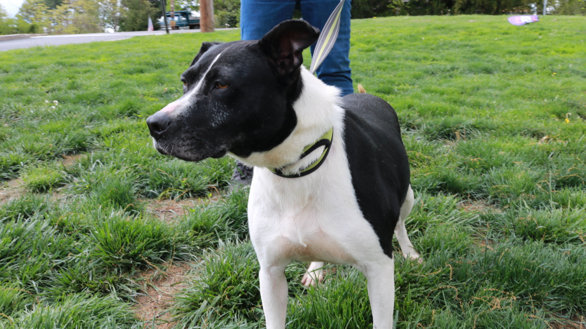 Enlarge Cookie, a Adoptable mixed breed in Lambertville, NJ image 10/10
