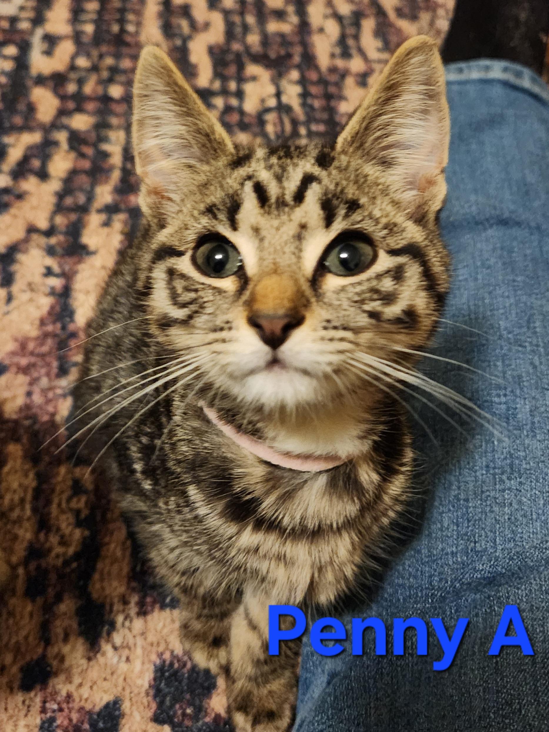 Velma (Penny Litter A/Light pink collar)