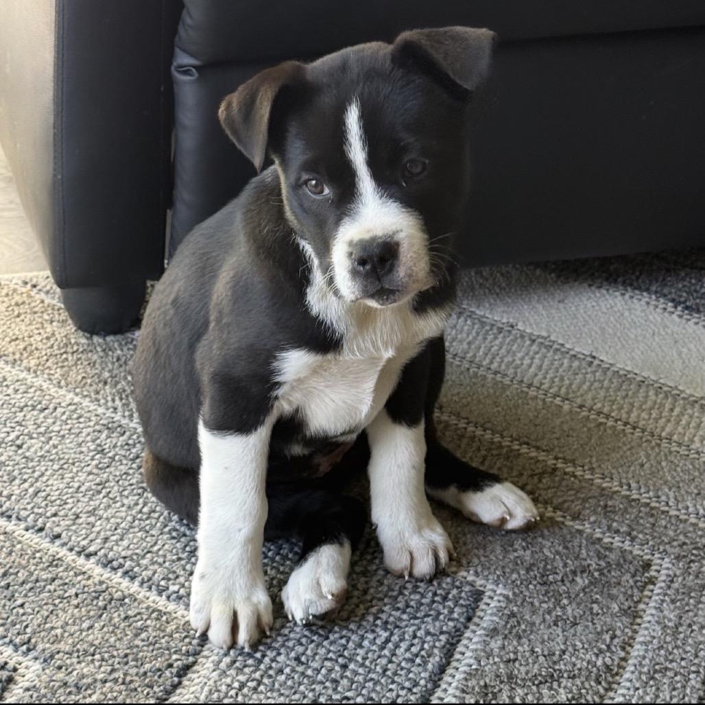 Enlarge Sequoia, a Adoptable mixed breed in Benton City, WA image 1/1