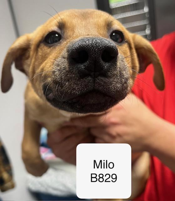 Enlarge Milo, a Adoptable mixed breed in Morganton, NC image 1/2