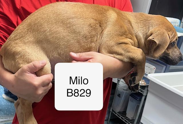 Enlarge Milo, a Adoptable mixed breed in Morganton, NC image 2/2