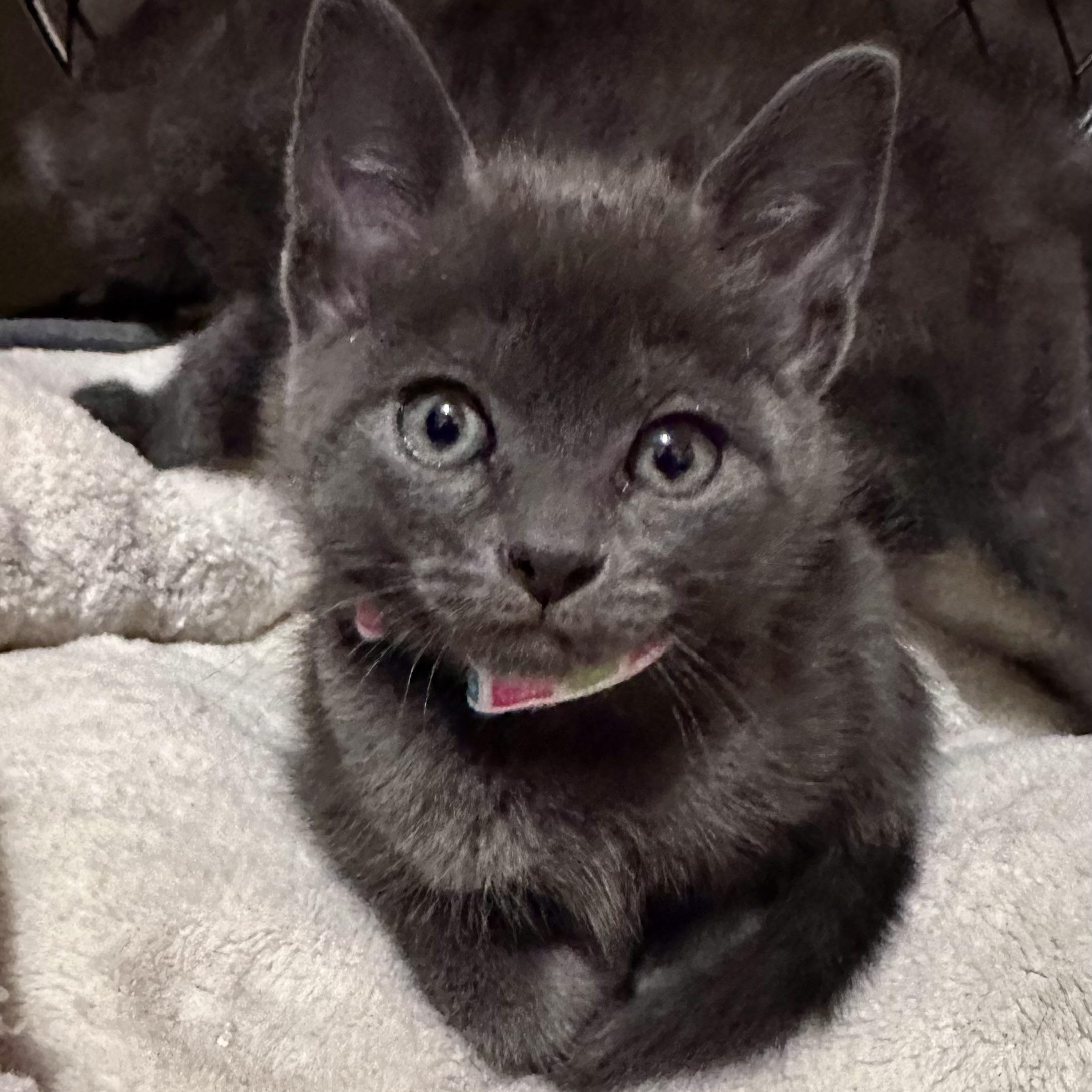 Enlarge Jett, a ADOPTABLE mixed breed in Portland, OR image 4/5