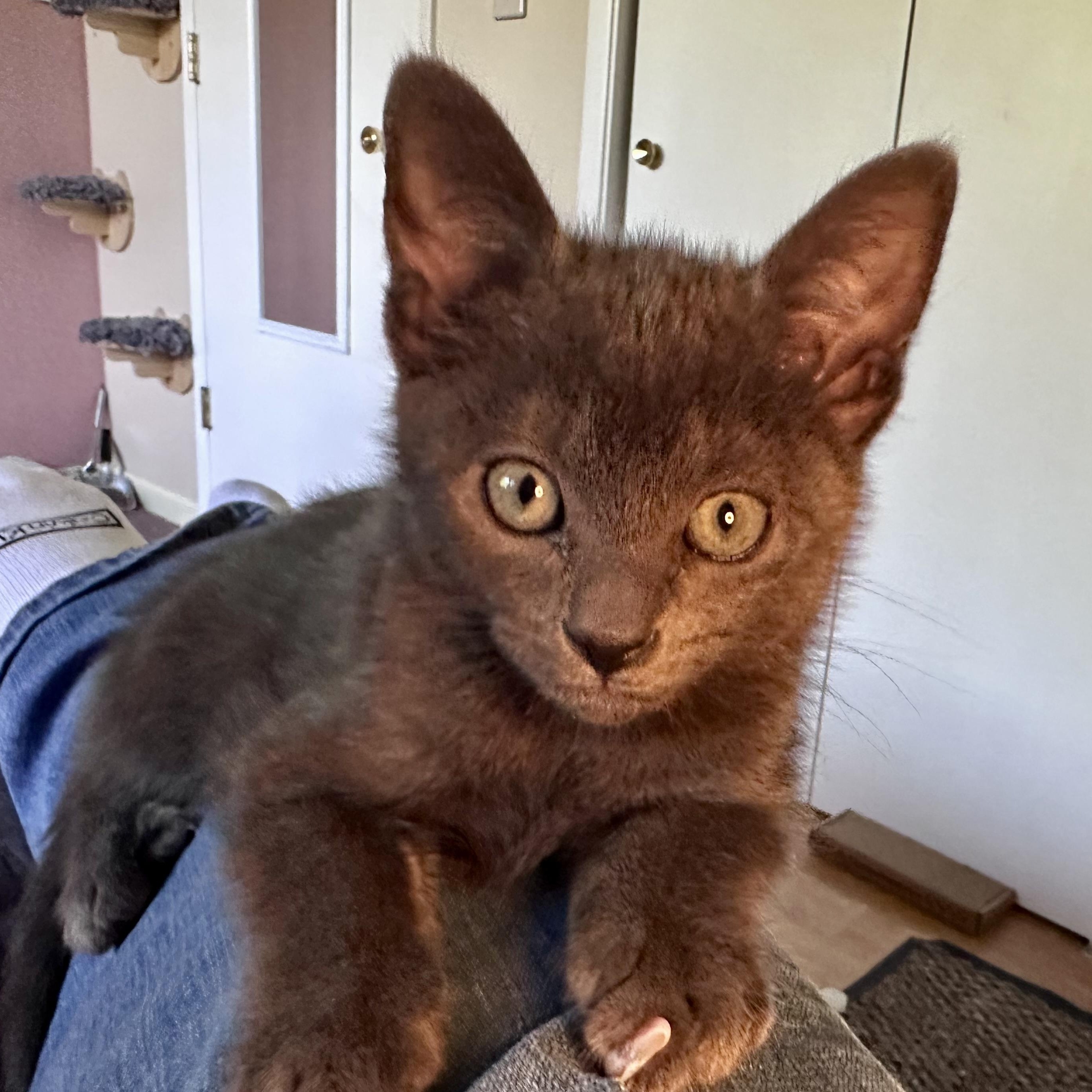 Enlarge Jett, a ADOPTABLE mixed breed in Portland, OR image 3/5