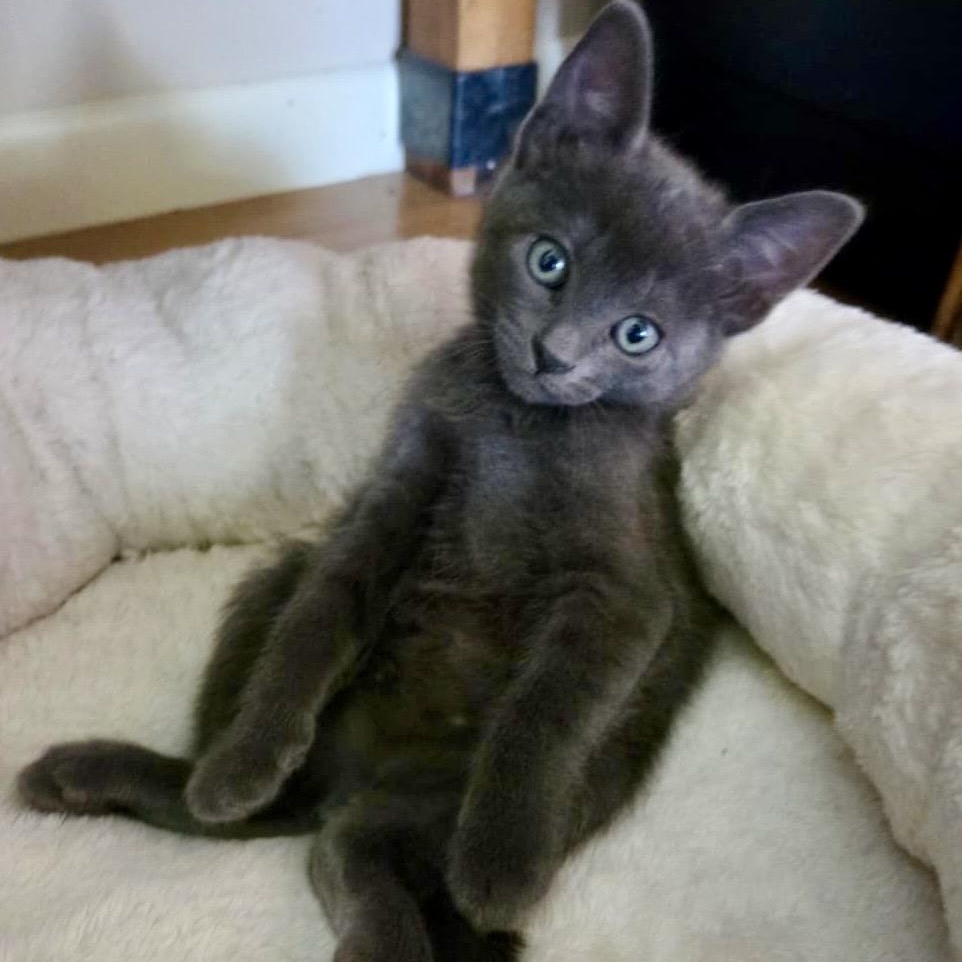 Enlarge Jett, a ADOPTABLE mixed breed in Portland, OR image 5/5