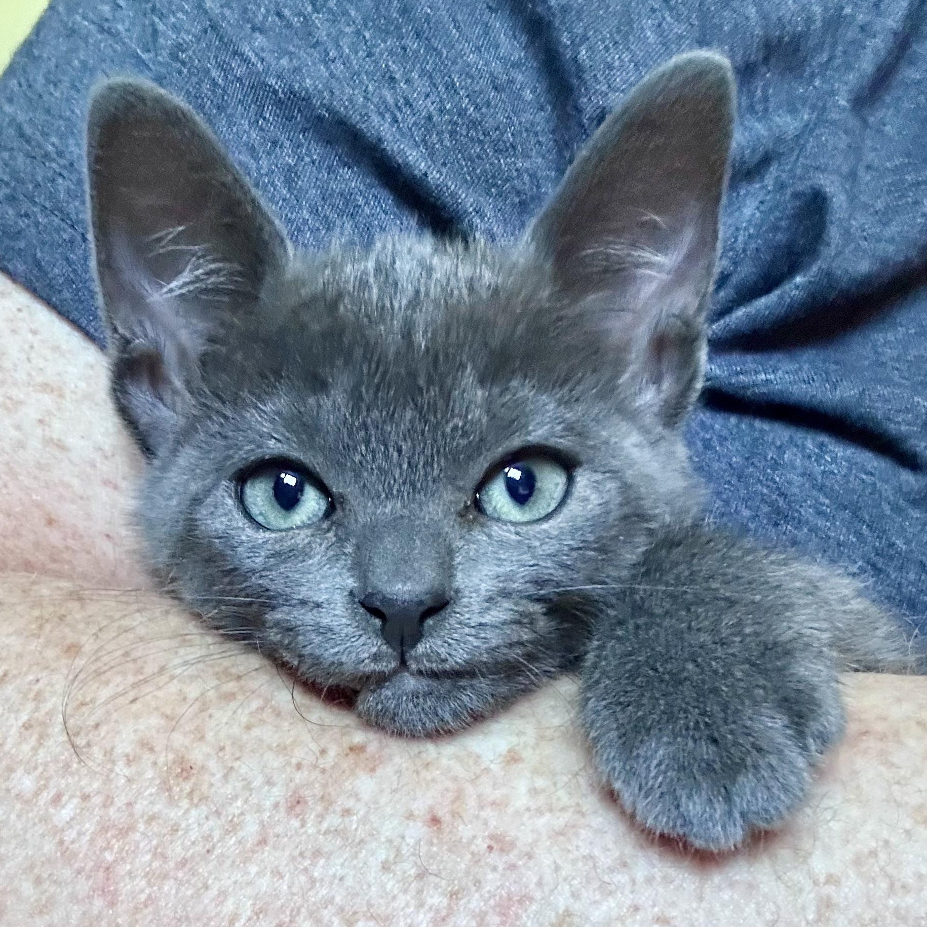 Enlarge Jett, a ADOPTABLE mixed breed in Portland, OR image 2/5