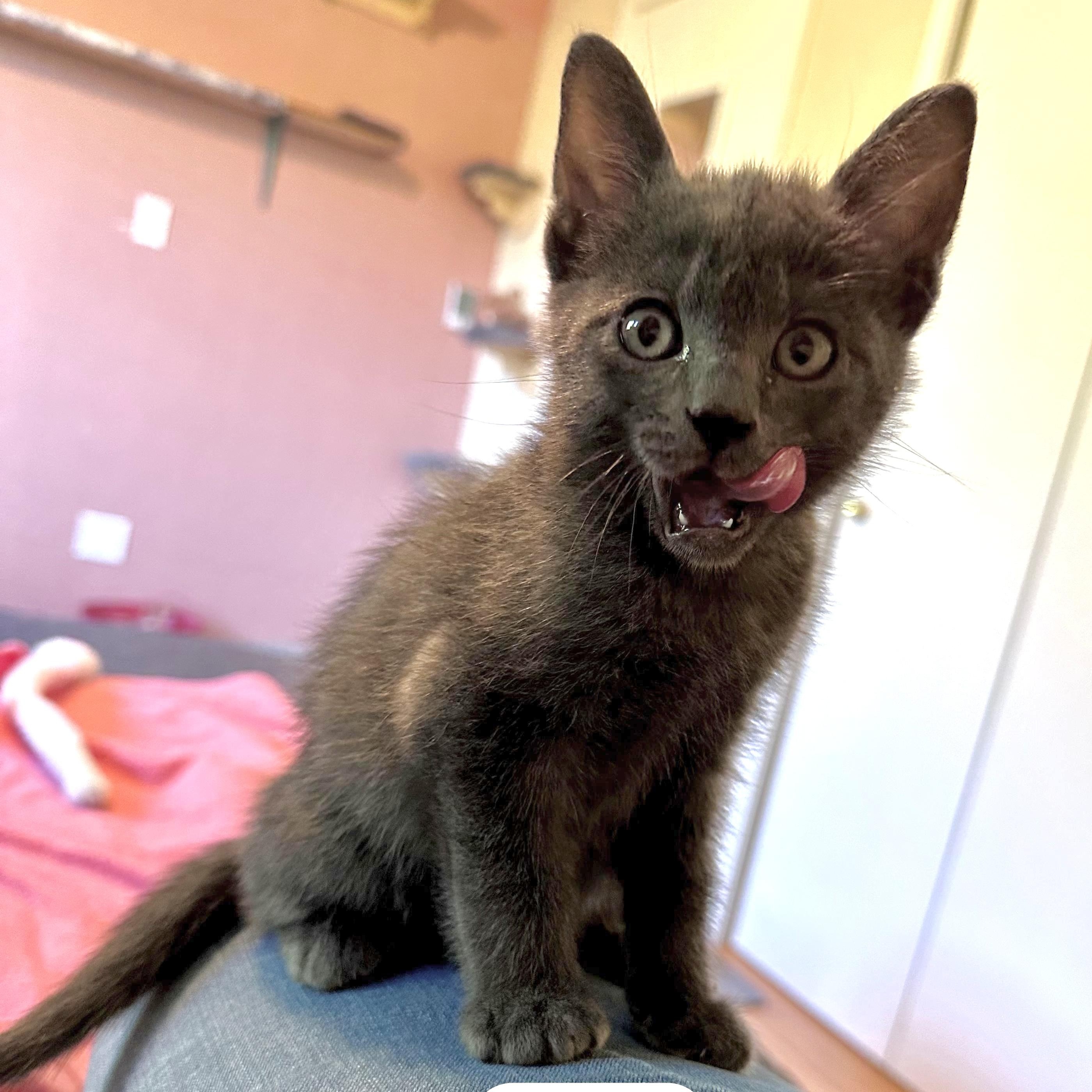 Enlarge Jett, a ADOPTABLE mixed breed in Portland, OR image 1/5