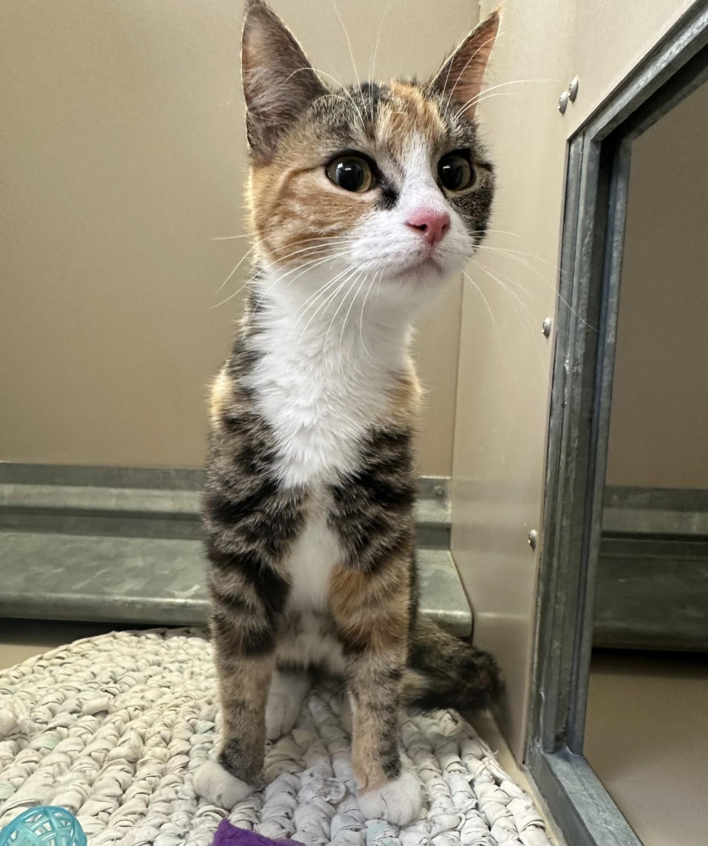 Enlarge 60219553, an adopted Domestic Short Hair in Elko, NV image 1/1