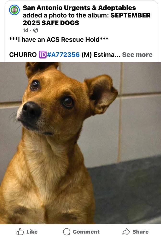 Enlarge Churro, a Adopted mixed breed in Denver, CO image 1/6
