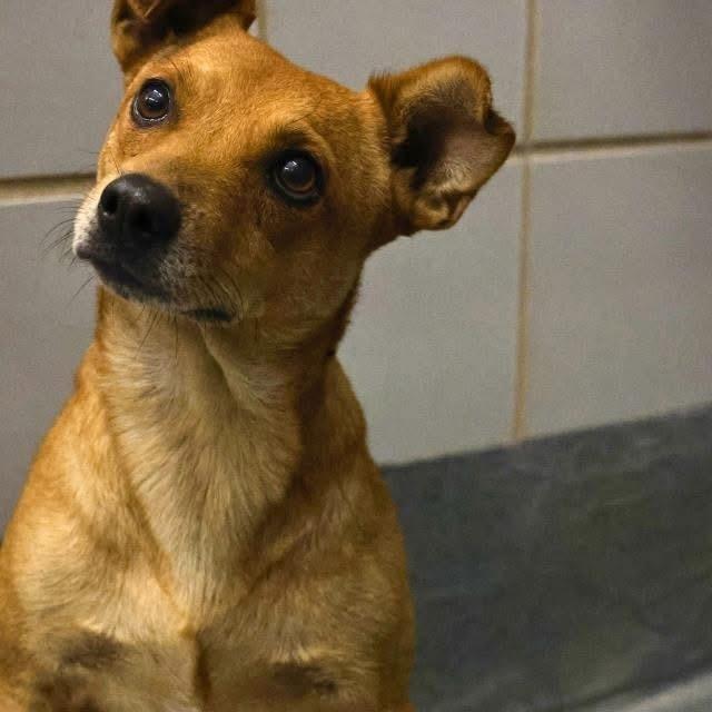 Enlarge Churro, a Adopted mixed breed in Denver, CO image 2/6