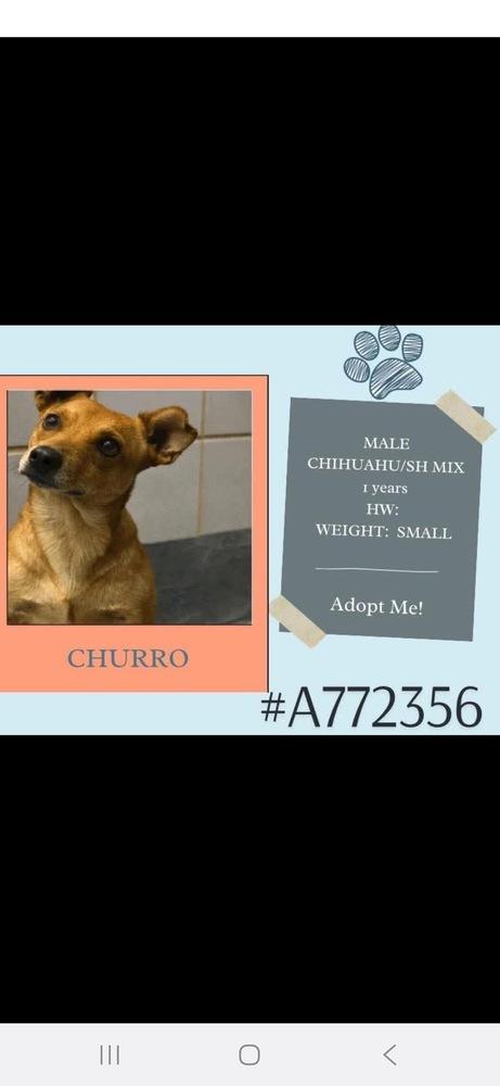 Enlarge Churro, a Adopted mixed breed in Denver, CO image 3/6