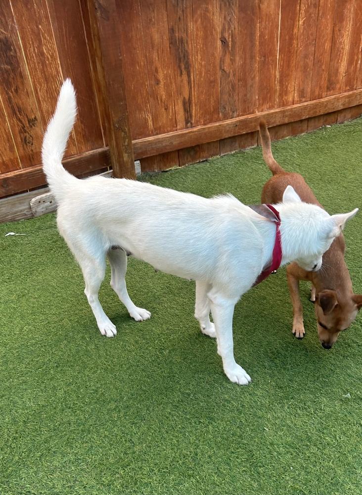 Enlarge Churro, a Adopted mixed breed in Denver, CO image 5/6