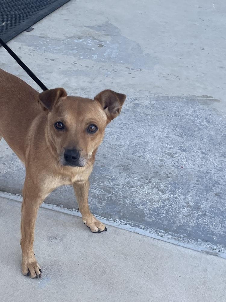 Enlarge Churro, a Adopted mixed breed in Denver, CO image 6/6