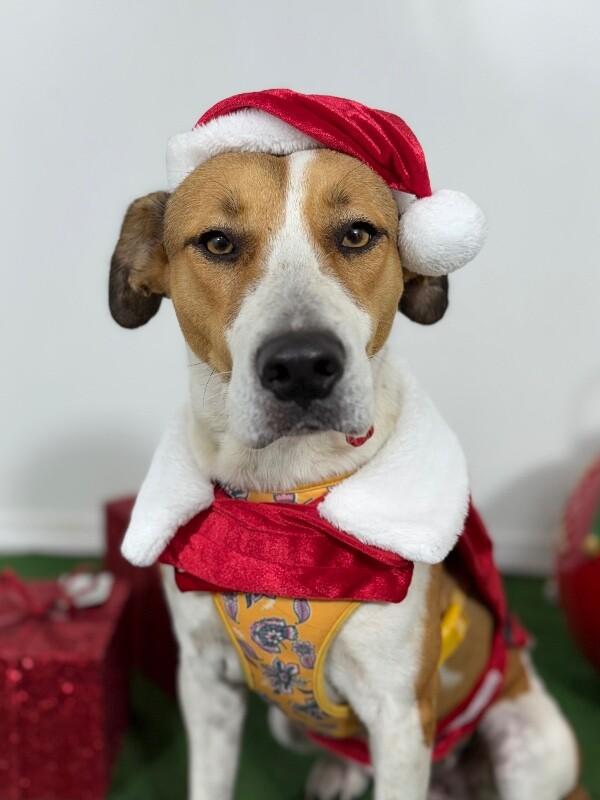 Photo of Young Female Coonhound White / Cream, Brown / Chocolate