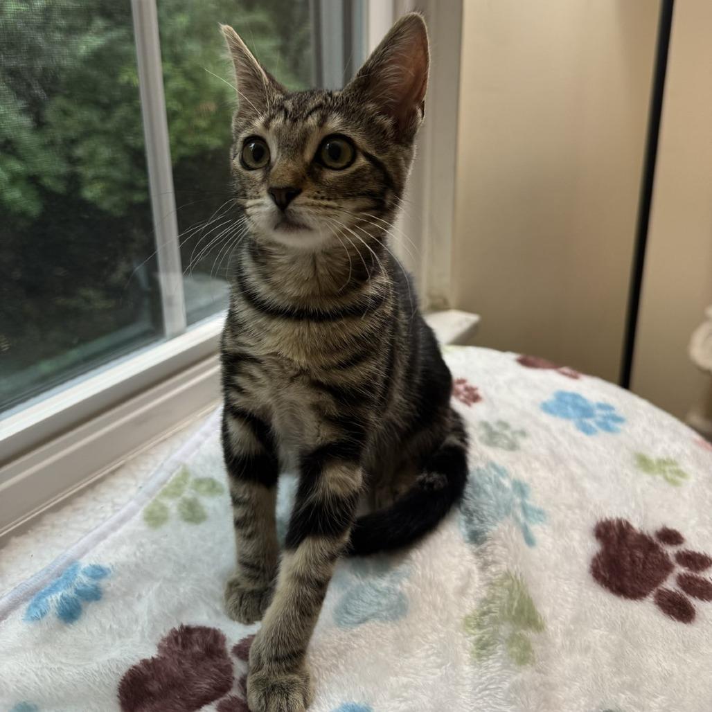 Enlarge Miley, a Adoptable Domestic Short Hair in Bridgeville, PA image 1/1