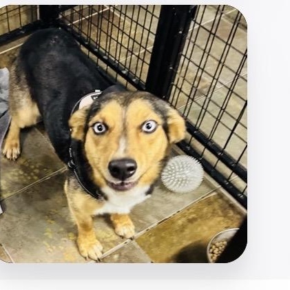 Enlarge Melody, a ADOPTABLE mixed breed in Louisburg, KS image 5/5