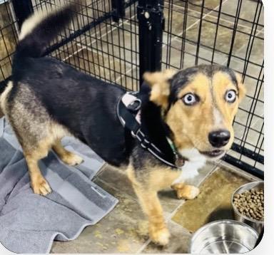 Enlarge Melody, a ADOPTABLE mixed breed in Louisburg, KS image 2/5