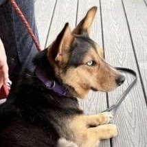 Enlarge Melody, a ADOPTABLE mixed breed in Louisburg, KS image 4/5