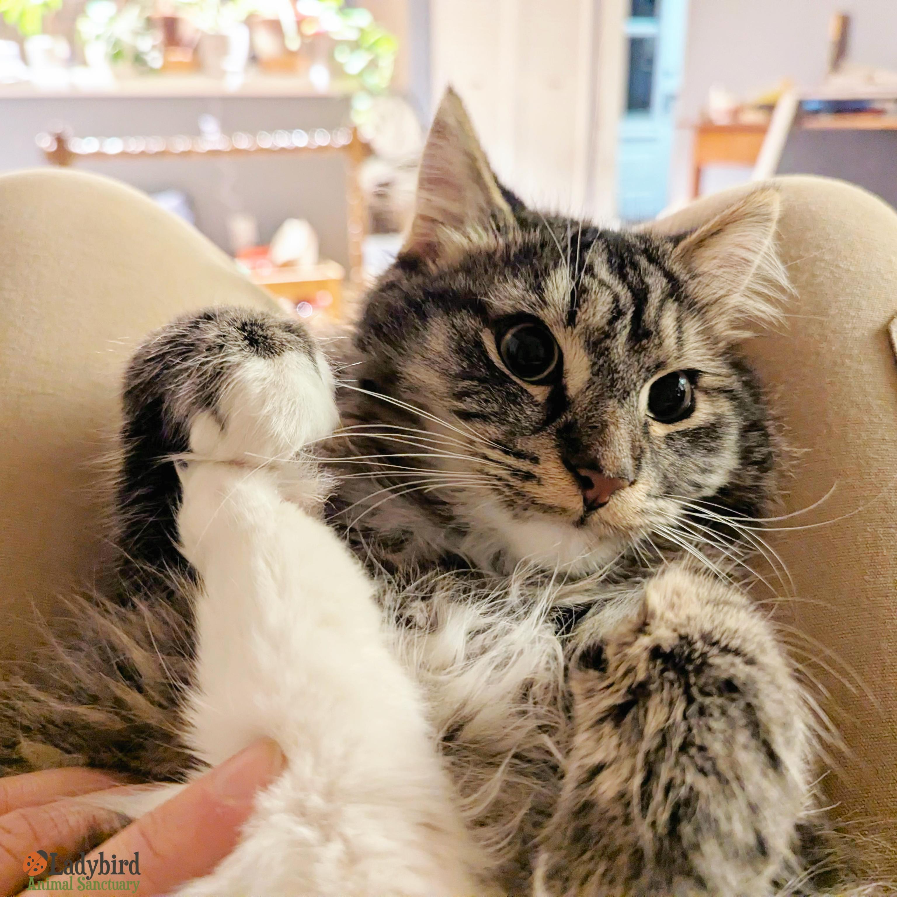 Pignut, adopted, Young Male Domestic Medium Hair.