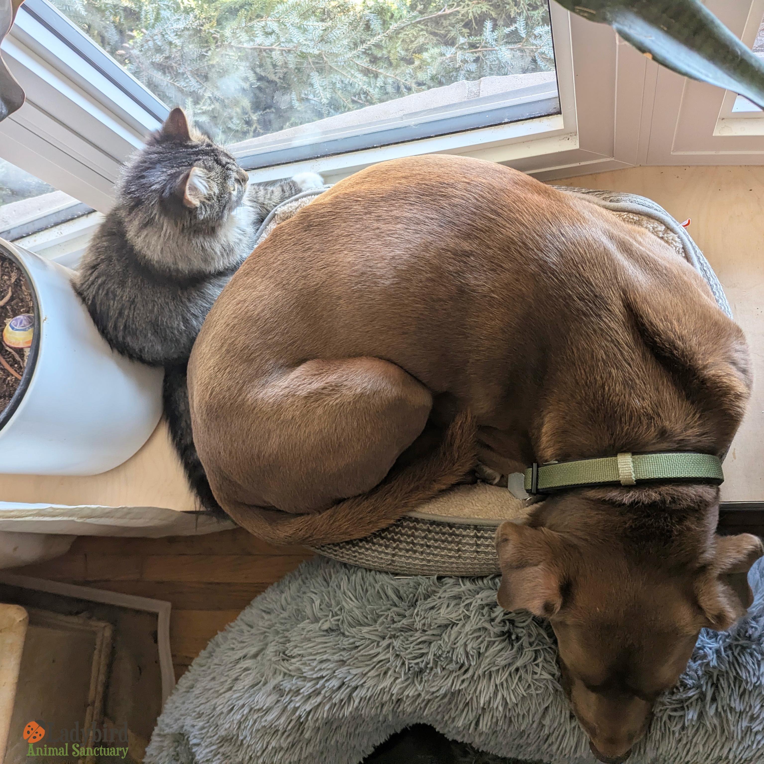 Pignut, an adopted mixed breed in Hamilton, ON image 2/5