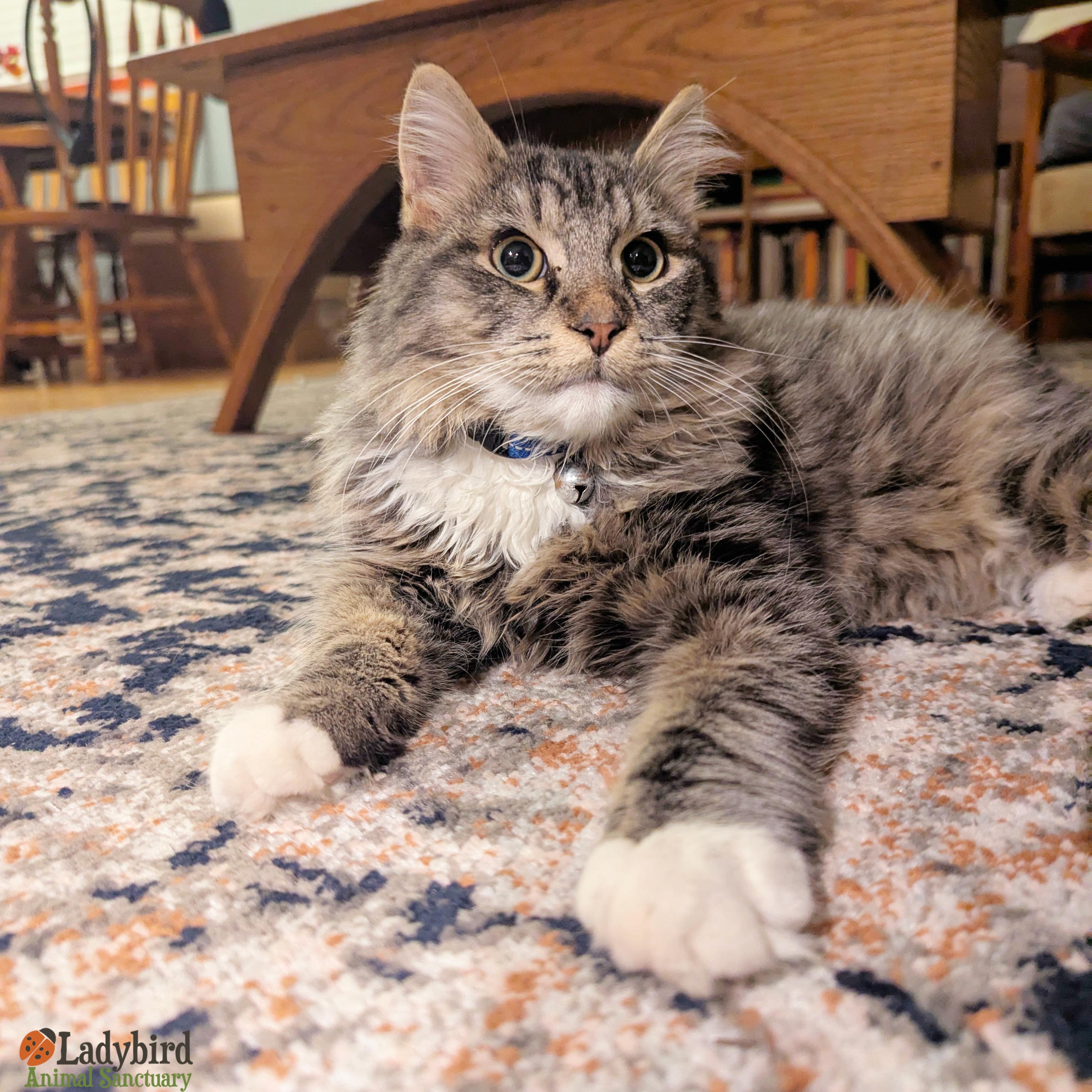 Pignut, an adopted mixed breed in Hamilton, ON image 3/5